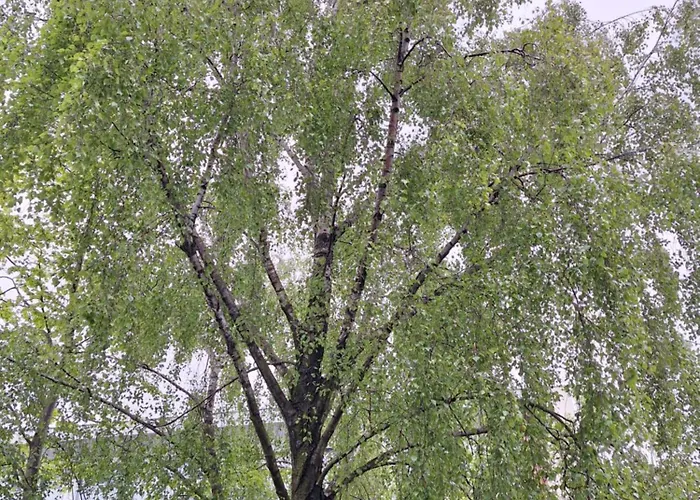 305 Metrow Do Morza كولوبرزيغ